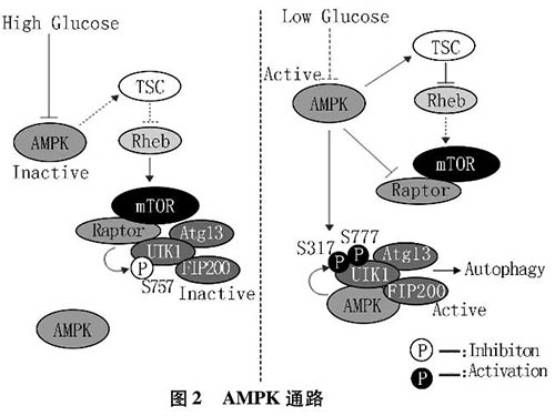 缺血缺氧状态下细胞自噬相关分子机制的研究