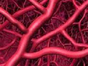 微血管的管径和区段划分