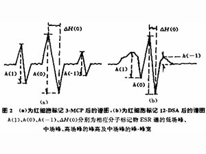 自由基对红细胞膜分子流动性的影响